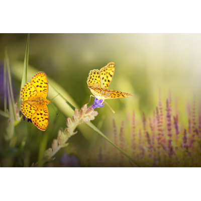 Croxley Yellow Spotted Butterflies - Wrapped Canvas Print