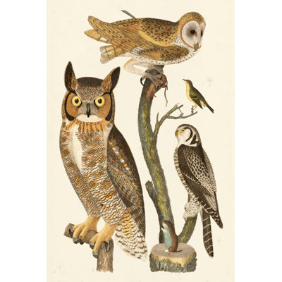 Wilson Owls I