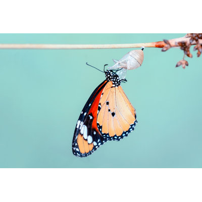 Monarch Butterfly - Wrapped Canvas Photograph