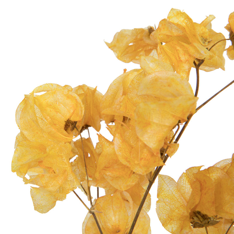 Preserved Cara Blossom Arrangement, Gold