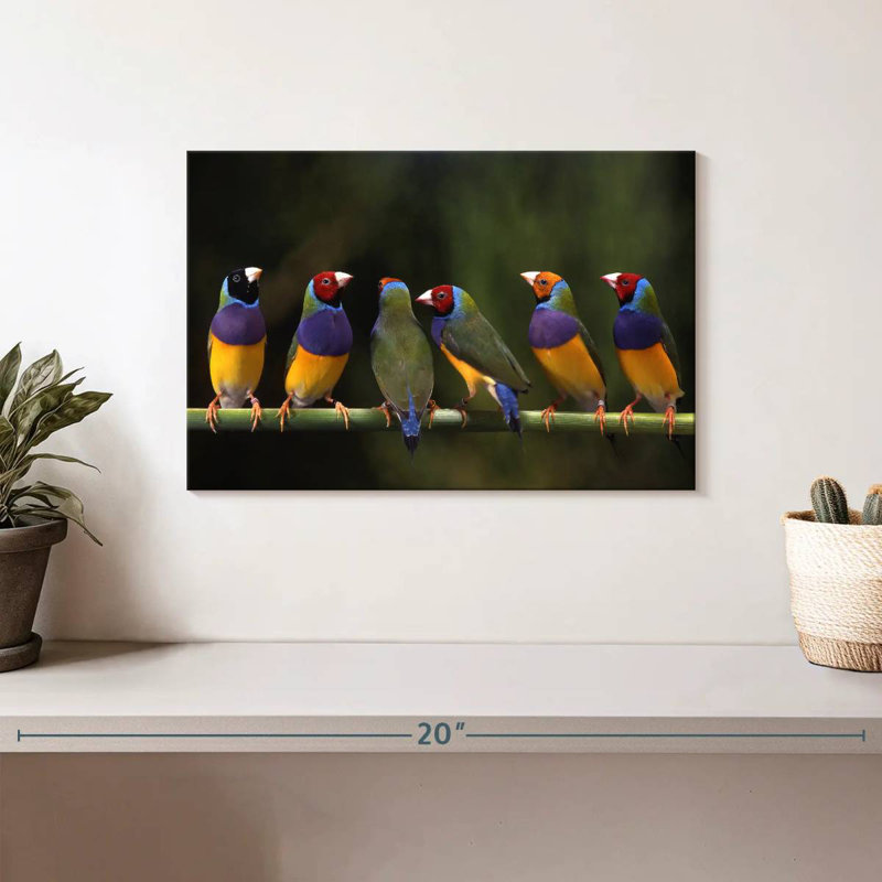 Gouldian Finch I, H 8 po x l 12 po