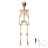  Kaytlynne Yescom Pirate Life Size Skeleton Poseable,Full Size Skeleton Human 5.6 Ft for Halloween Party Decorations Patio