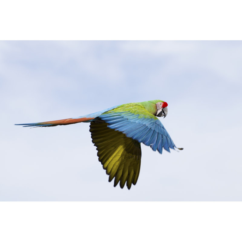 Military Macaw 1 Piece Wrapped Canvas Wall Art, 30cm H x 46cm W