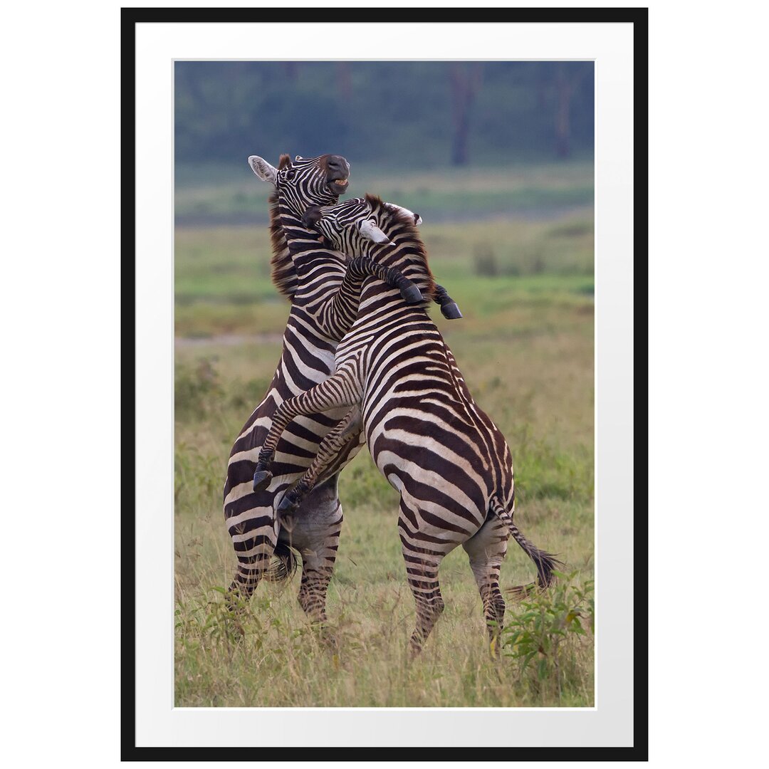 Gerahmtes Poster Kämpfende Zebras