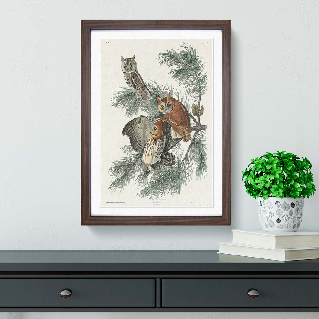 Little Screech Owls by John Audubon - Picture Frame Painting Print