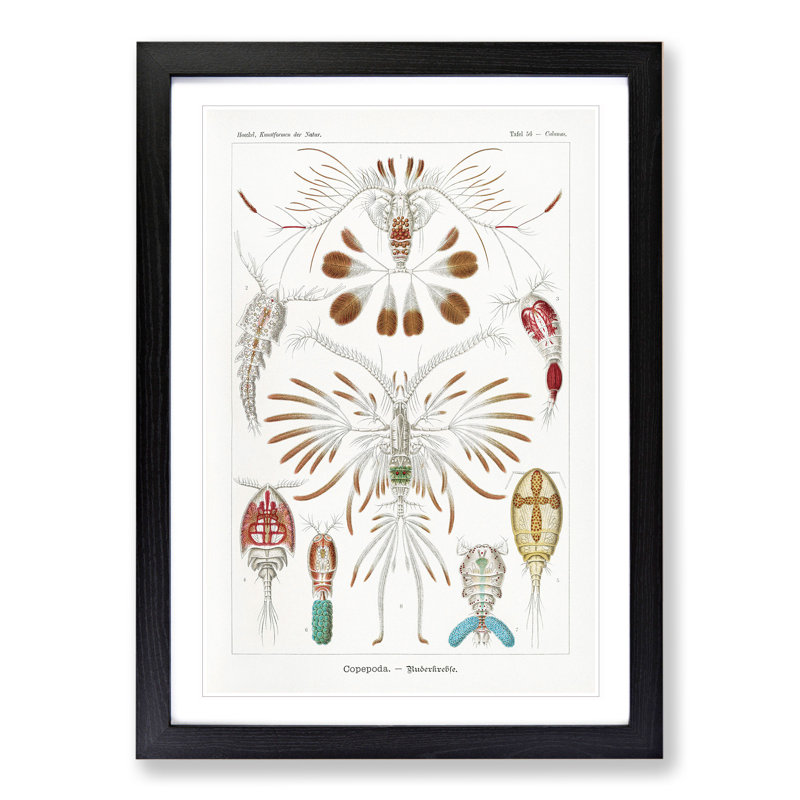 Copepod Crustaceans by Ernst Haeckel - Picture Frame Painting, Black Framed, 36cm H x 27cm W x 2cm D