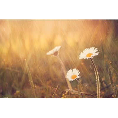 " Daisy Flower Rain On Spring Meadow "