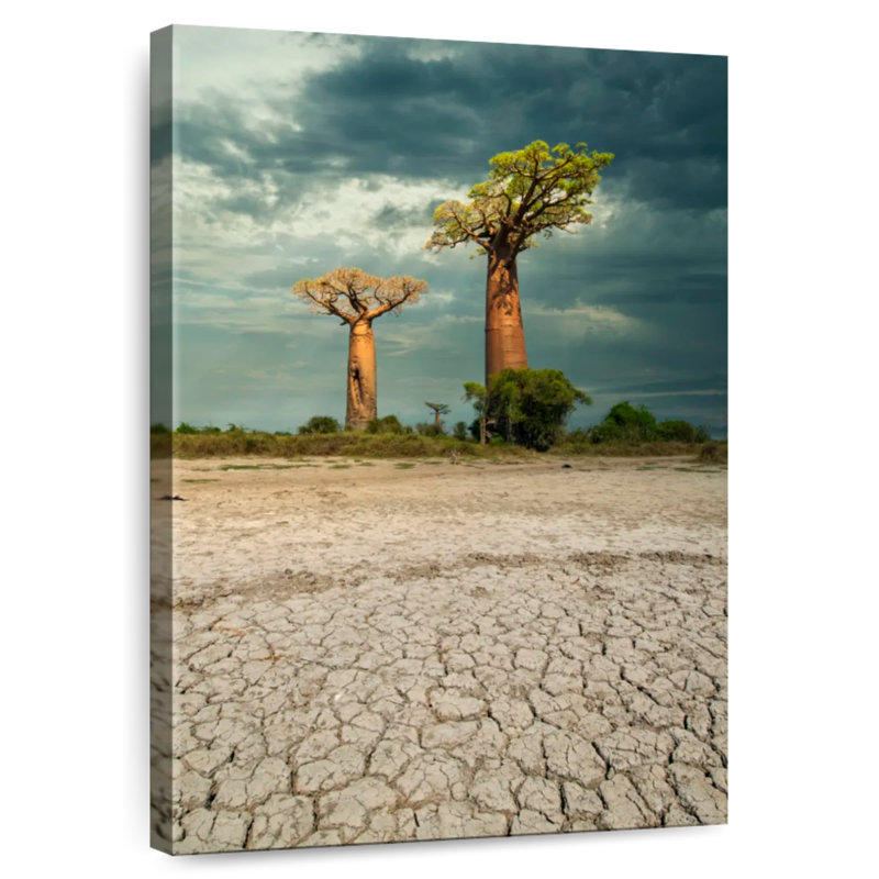 Baobab de Nicci à l'Ouest de Madagascar, H 36 po x l 24 po