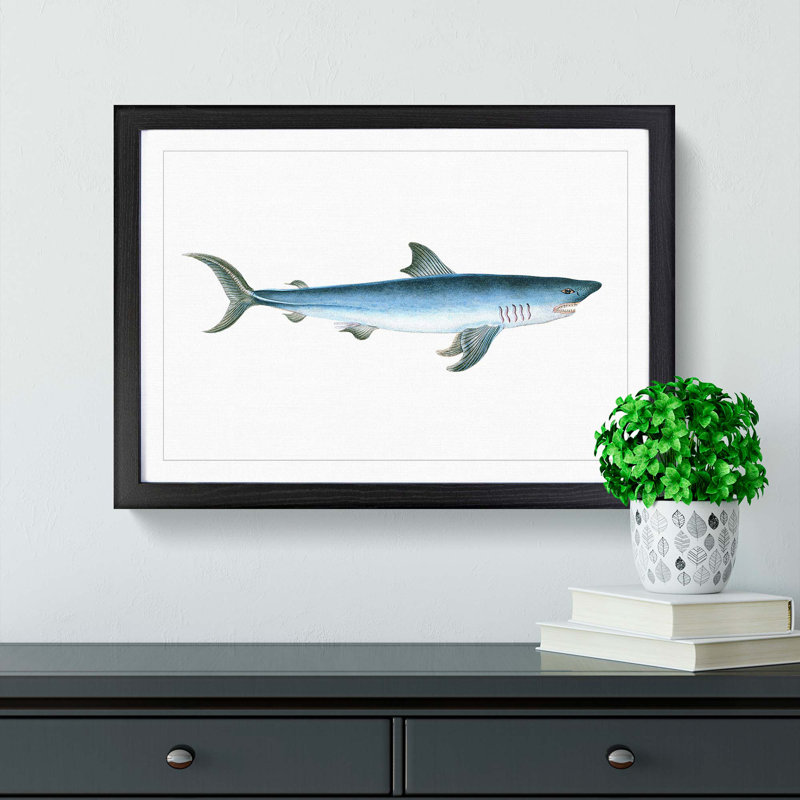 Porbeagle Shark by Edward Donovan - Picture Frame Painting Print, 48cm H x 65cm W x 2cm D, Black Framed