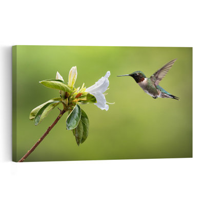 Delicate Hummingbird Hover Delicate Vibrant Hummingbird Bird Flower Nature Wall Art Print by Atul Saluja - Print
