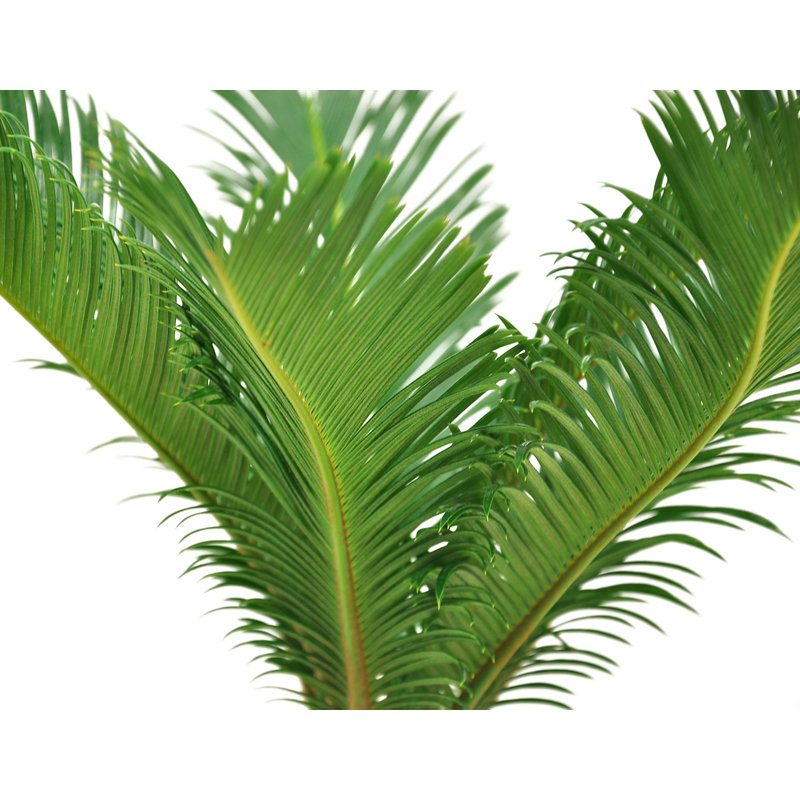 Sago Palm Tree in Ceramic/Wood Planter