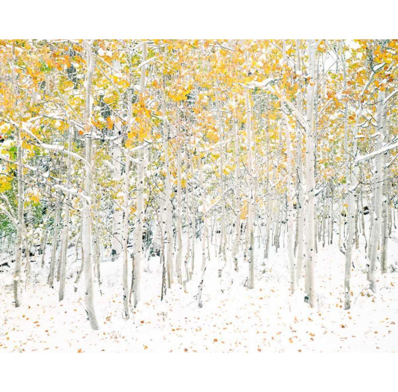 «Union Rustic Lake, Shelley Gallery», art sur toile tendue: Quake Aspens