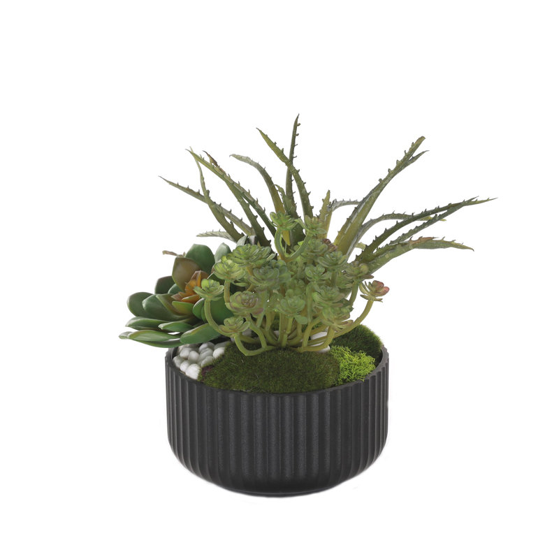Arrangement de plantes succulentes avec de la mousse blanche dans un pot noir