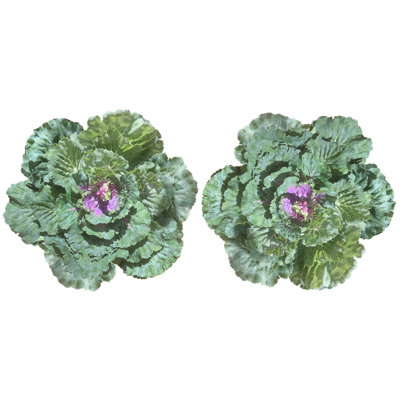 Plante à feuillage de chou artificiel