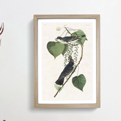 Tyrant Flycatcher Birds by John Audubon - Picture Frame Painting Print