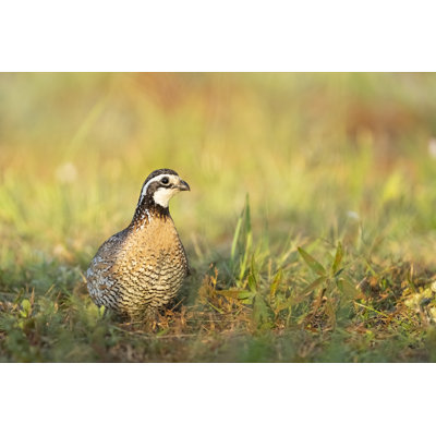 Bobwhite Quail by Kencanning