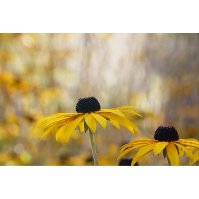 Peryman Yellow Oxeye Daisy - Wrapped Canvas Print