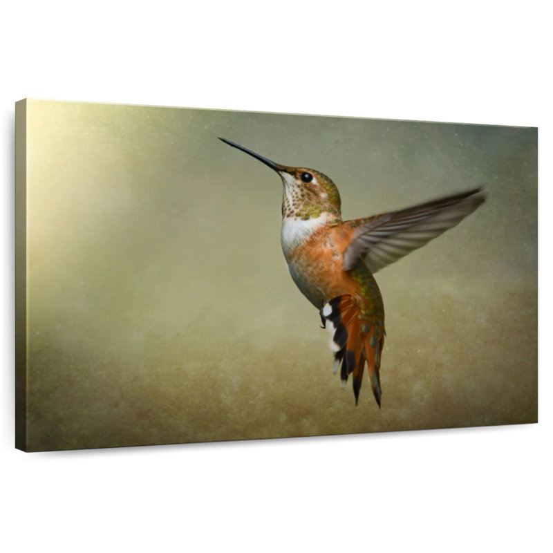Brampt Female Rufous Hummingbird, 8" H x 12" W