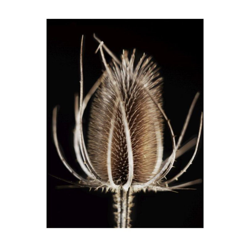 Thistle Detail II Print by Chris Dunker, 40" H x 30" W x 1.5" D, Outdoor