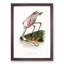 Roseate Spoonbill Bird - Picture Frame Painting Print-55762660-55762664