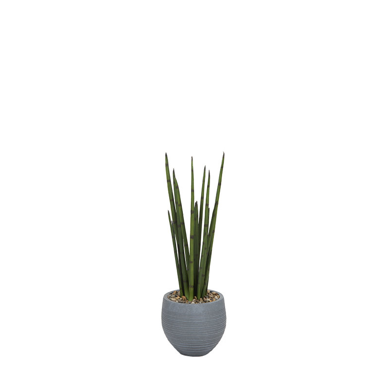 Snake Plant in Small Riband Planter