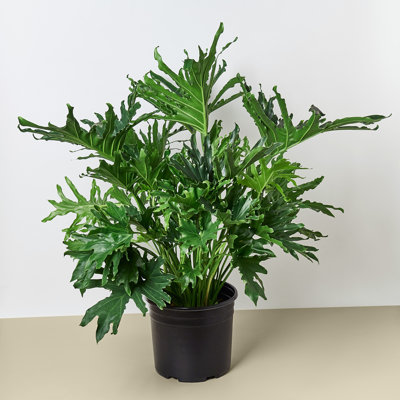 House Plant Shop Live Philodendron Plant Low Maintenance Plant Rattan