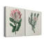 Protea N13 - ensemble de 2 impressions-909019862-909019856