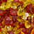 Autumn Blaze