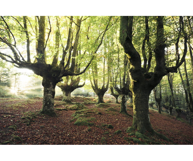 Wrapped Canvas Print, 81.28cm H x 121.92cm W