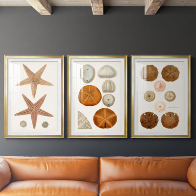 Coastal Curiosity I  -Custom Framed  Premium Print W Matt - 3 Pieces