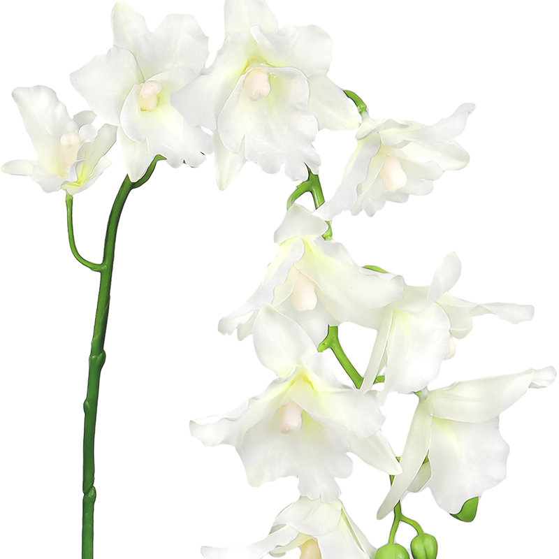 Tige d'orchidée Cattleya, Blanc