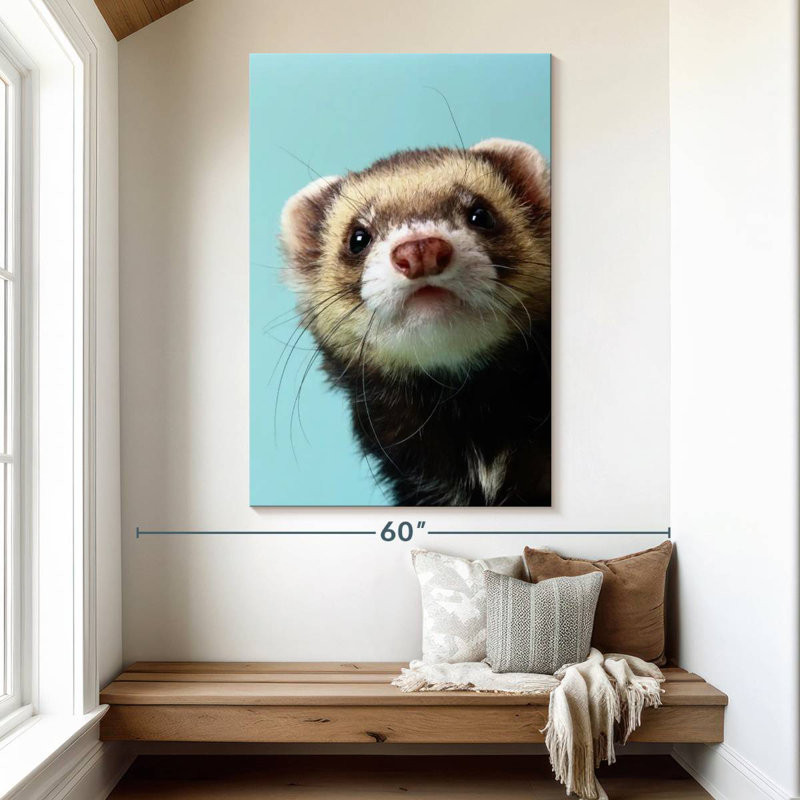 Furet sournois, H 51 po x l 34 po