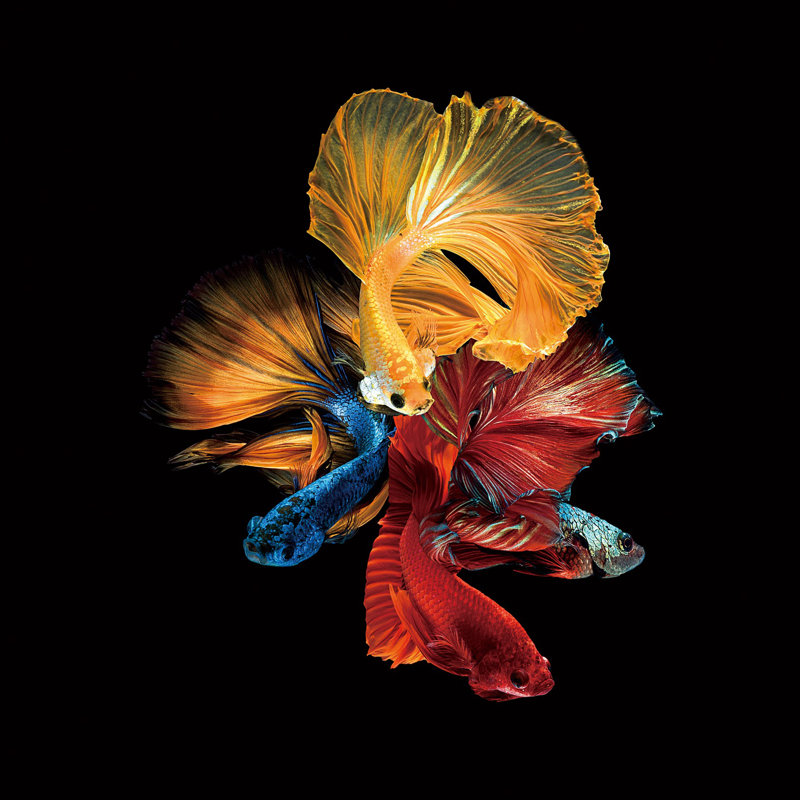 No Frame Print on Glass, 120cm H x 120cm W x 0.4cm D