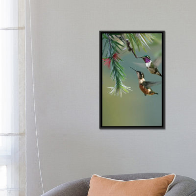 Bellied Woodstar Hummingbirds Feeding On Flower, Costa Rica by Tim Fitzharris - Graphic Art