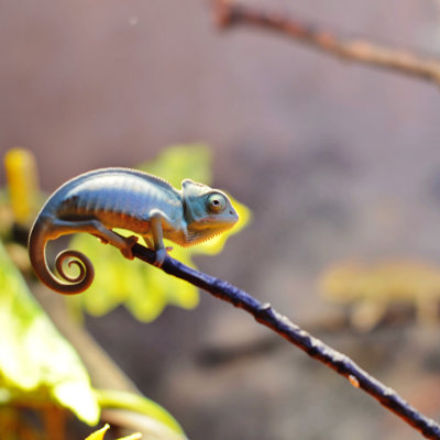 Chameleon