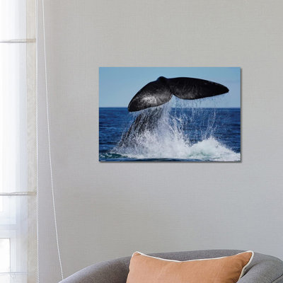 Southern Right Whale Tail Slapping, Peninsula Valdez, Argentina II by Hiroya Minakuchi - Wrapped Canvas Print