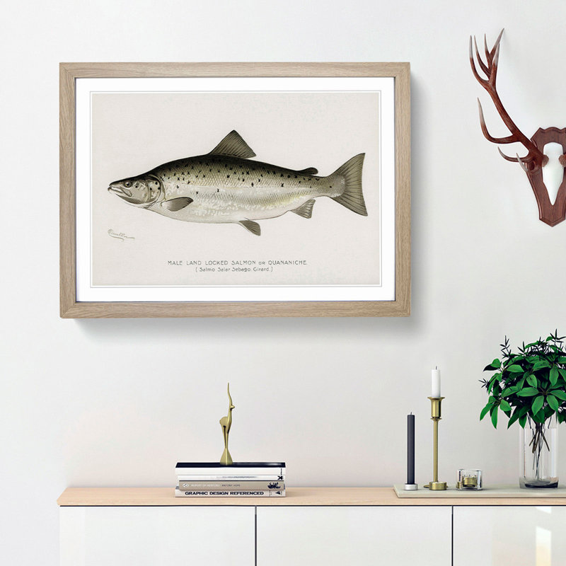 Male Land Locked Salmon by Sherman F. Denton - Framed Print, 36cm H x 48cm W x 2cm D, Oak Framed