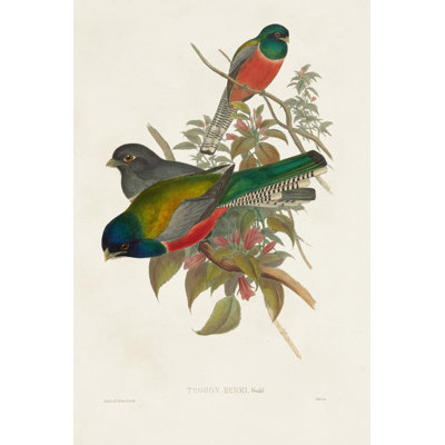 Elegant Trogons VII by John Gould - Wrapped Canvas Painting