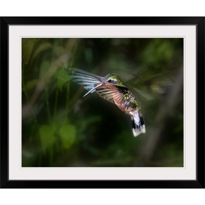 Straub " Hummingbird " by Leigh Pelton