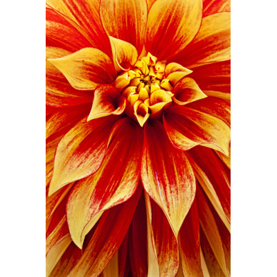 Dahlia by Patty_C