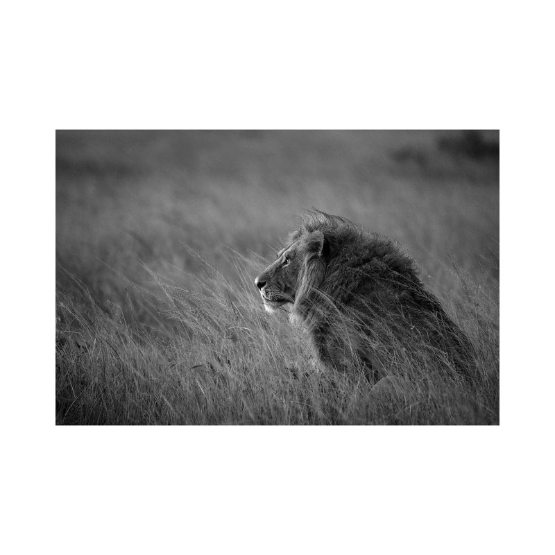 Lion King by Anura Fernando - Wrapped Canvas Print, 66.04 cm H x 45.72 cm W x 1.91 cm D