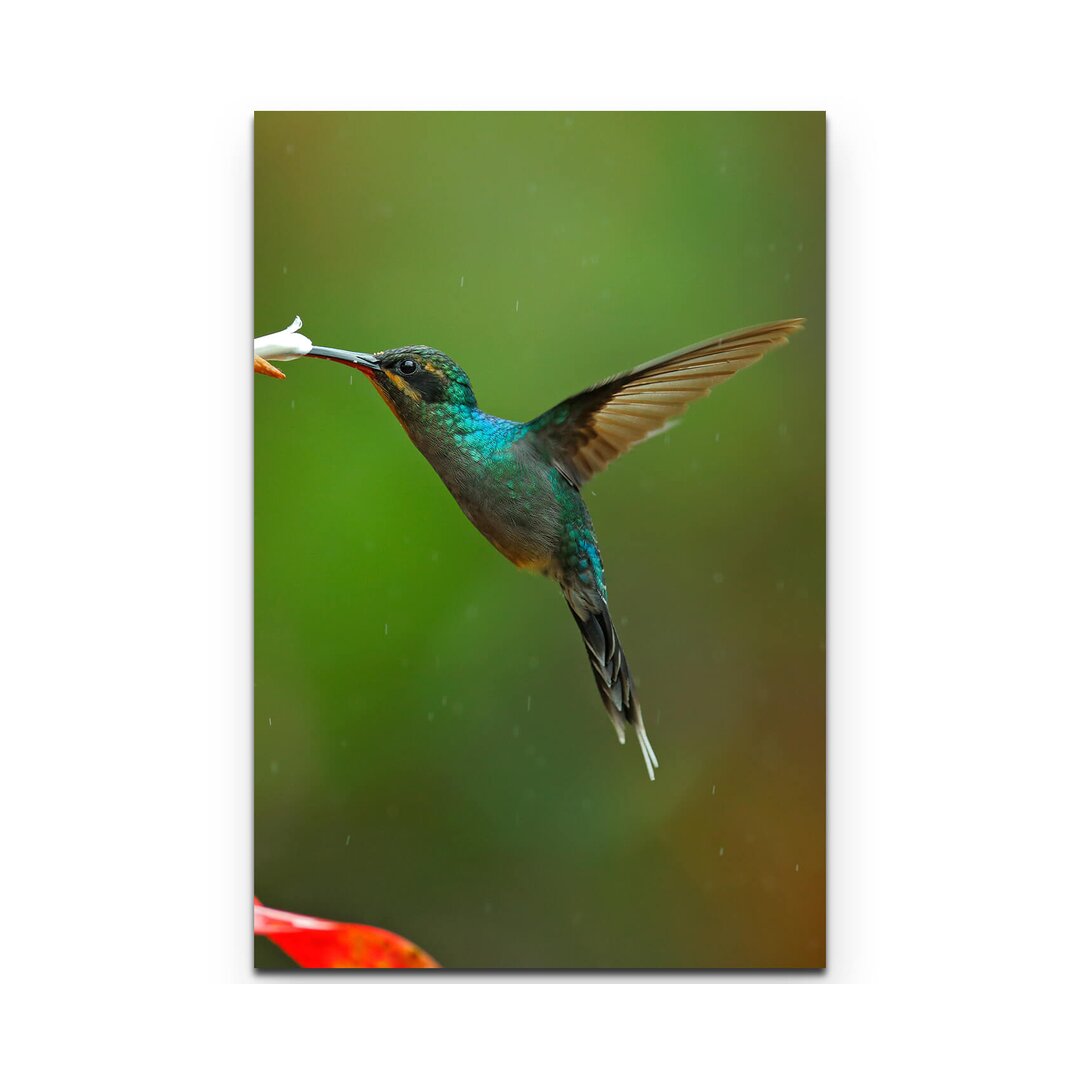 Leinwandbild Grüner Schattenkolibri mit roten Blumen