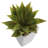 Mini Agave Plant with Planter