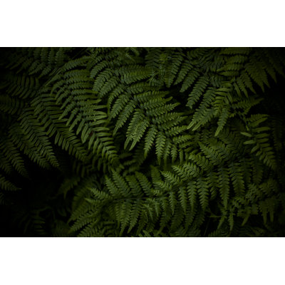 Feuilles de fougère par Jeja