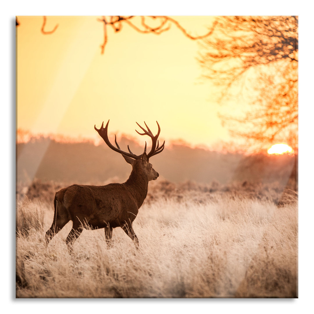 Glasbild Hirsch im Sonnenuntergang