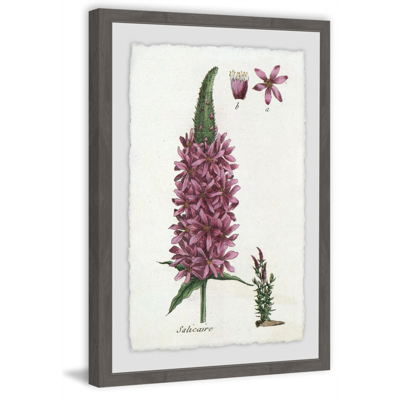 Lupins In Mauve - Single Picture Frame Print, 46 cm H x 30 cm W x 4 cm D
