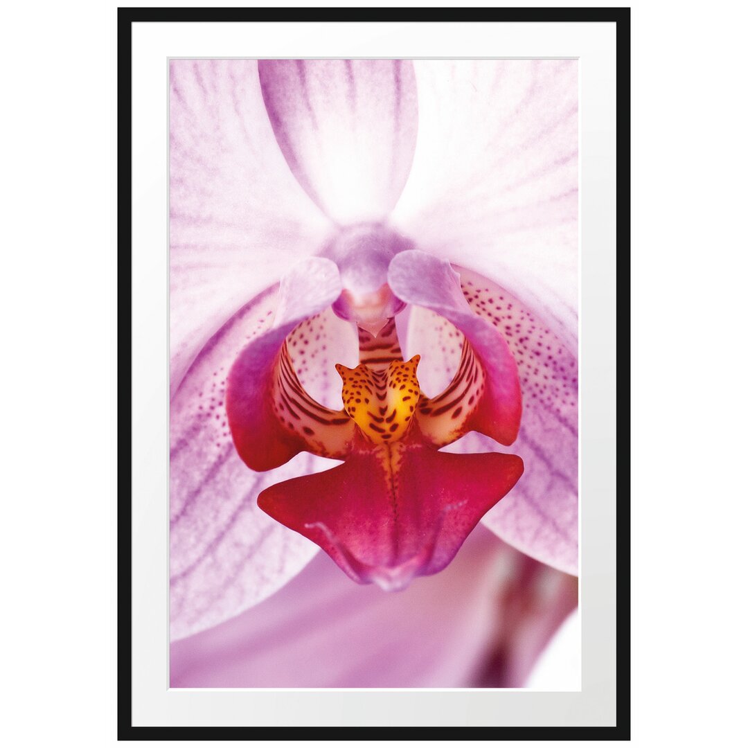 Gerahmtes Poster Schöne Orchidee