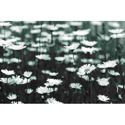 " Daisy Dreams "