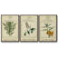 Linnaean Botany II - Ensemble de 3 reproductions encadrées sur toile-921736442-921736326