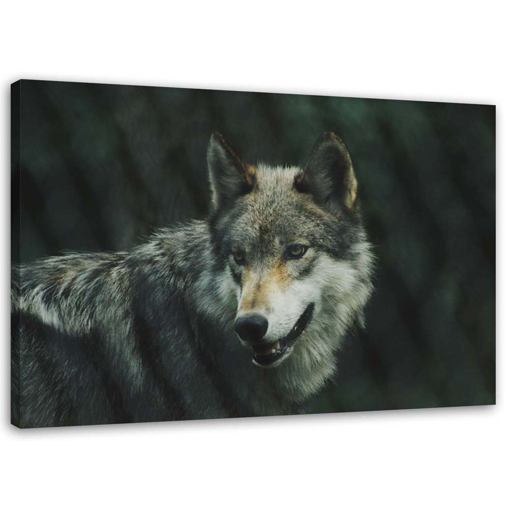 Leinwandbild Grey wolf